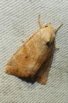 Cosmia trapezina