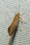 Crassa unitella