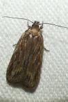 Depressaria