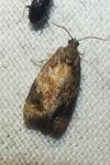 Ditula angustiorana