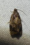 Ditula angustiorana