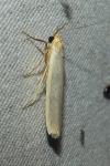 Eilema caniola