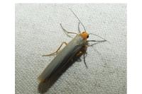 Manulea complana