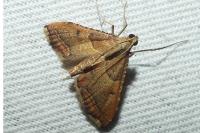 Endotricha flammealis
