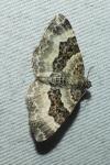 Epirrhoe alternata