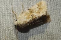 Eremobia ochroleuca