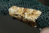 Eremobia ochroleuca