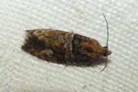 Eudemis profundana