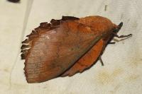 Gastropacha quercifolia