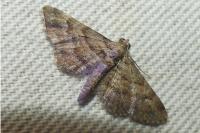 Gymnoscelis rufifasciata