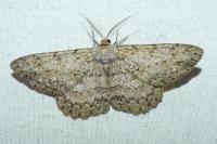 Hypomecis punctinalis