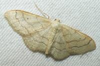 Idaea aversata