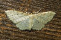 Idaea fuscovenosa