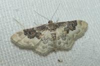 Idaea rusticata