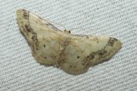 Idaea trigeminata