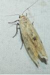 Lithosia quadra
