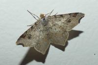 Macaria alternata