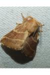 Malacosoma neustria