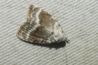 Meganola albula