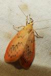 Miltochrista miniata