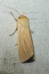 Mythimna pallens