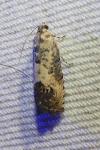 Pammene fasciana