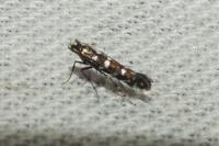 Parectopa ononidis