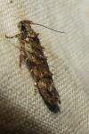 Psoricoptera gibbosella