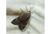 Noctua janthe/janthina