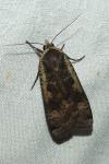 Noctua pronuba