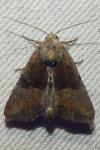 Mesoligia furuncula