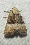 Mesoligia furuncula