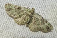 Pasiphila rectangulata