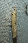Pediasia contaminella