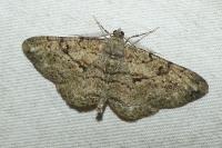 Peribatodes rhomboidaria