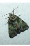 Polyphaenis sericata
