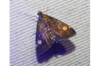 Pyrausta aurata