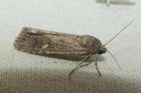 Spodoptera exigua