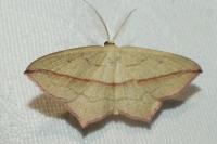 Timandra comae