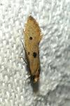 Tinea trinotella