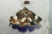 Tyta luctuosa
