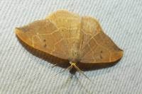 Watsonalla binaria
