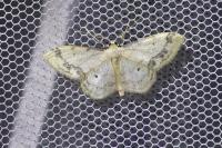 Idaea trigeminata