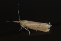 Ematheudes punctella