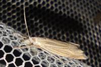 Metacrambus carectellus
