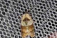Acleris variegana