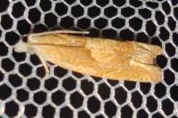 Eucosma conterminana