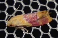 Diceratura ostrinana