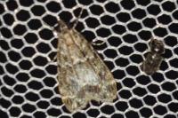 Eudonia mercurella