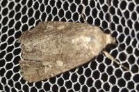 Spodoptera exigua